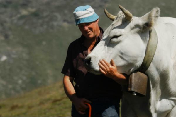 Allevatore con bovino