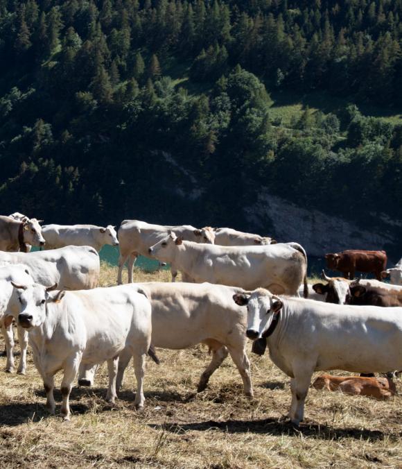 Razze Bovine - Mec Carni