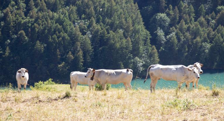 Allevamenti - Mec Carni